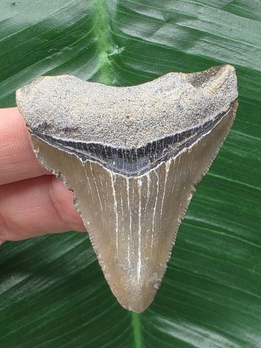 Dente forma pugnale del - a,