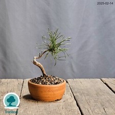 Bonsai Pinus Mugo Outdoor