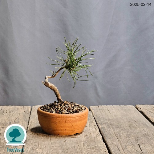 Bonsai pinus mugo outdoor - bonsai,