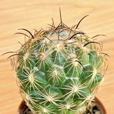 Coryphantha cornifera ,  pot