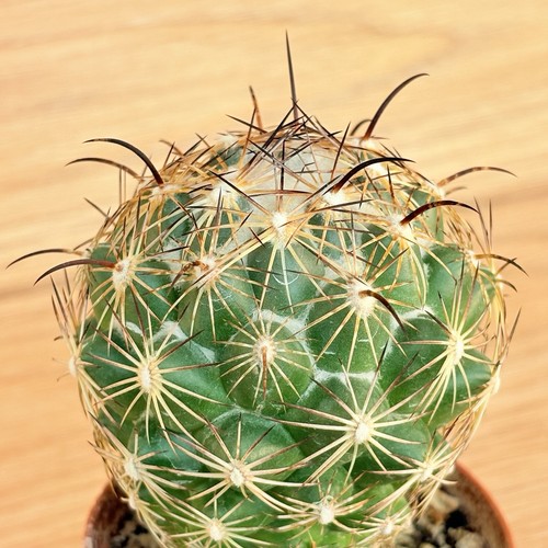 Coryphantha cornifera pot - cornifera,