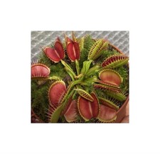 3x Dionaea muscipula