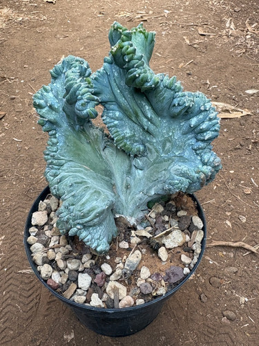 Myrtillocactus geometrizans - ,