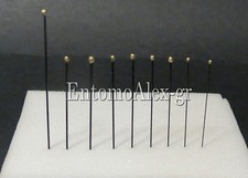 spilli entomologici BLACK ENAMELLED neri x100 tutte le misure farfalle insetti