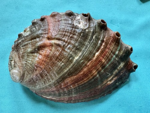 Bellissima conchiglia haliotis - conchiglia,