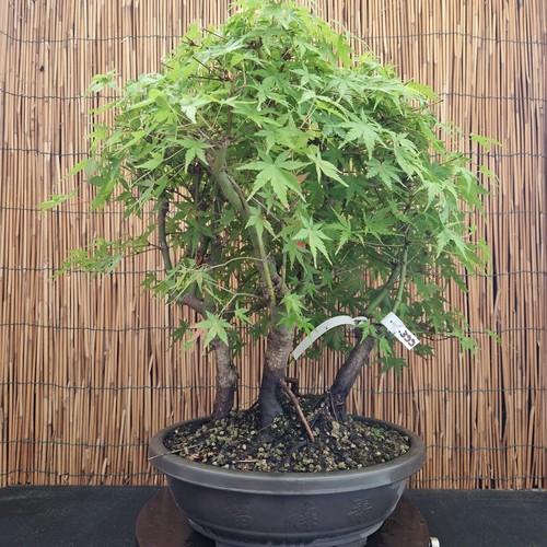 Bonsai bosco acero - bonsai, di