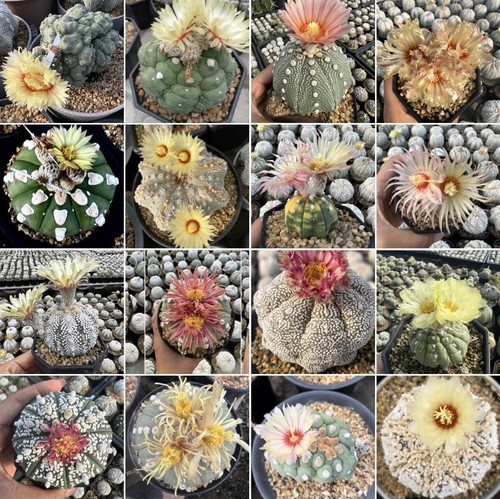 Astrophytum asterias mix