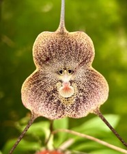 Dracula Species 'SandStone'
