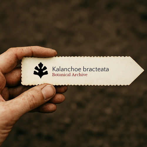 Kalanchoe bracteata 100 - kalanchoe,