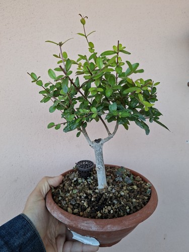 Pre bonsai punica granatum - bonsai,