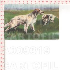 A9319 SPORT CANE CACCIA HUNTING DOG 1934 SETTER INGLESE POINTER CECAMI CAPELLO