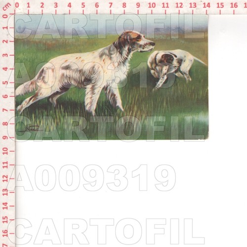 A9319 sport cane caccia - a9319,