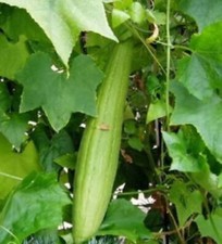 20 SEMI DI ZUCCA IN SPUGNA