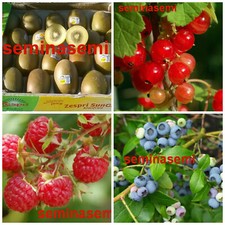 80 Semi DI FRUTTI DI BOSCO in