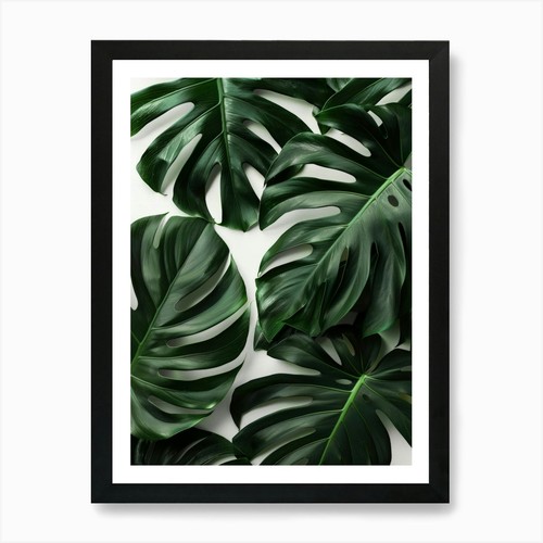 Poster monstera foglie - monstera,