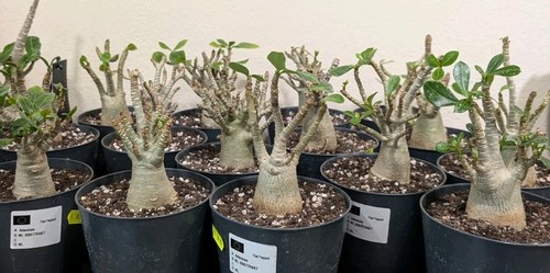 Adenium boabab rosa - adenium,
