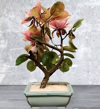 Pianta giada bambino - di,