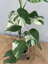 Monstera Deliciosa Albo