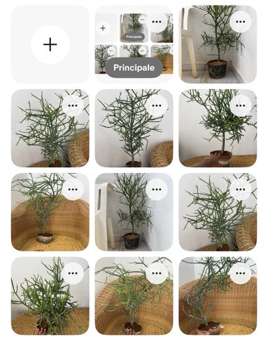 Euphorbia tirucalli talea - euphorbia,