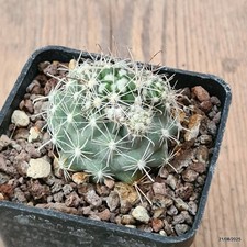 D6130 SCLEROCACTUS NYENSIS INNESTATO pot7-H4-W4.5 cm MaMa Cactus cites