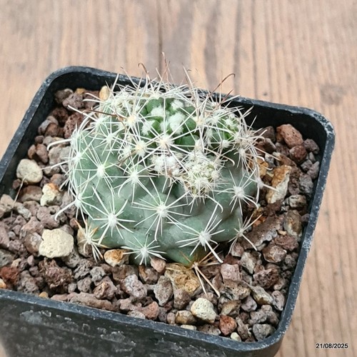 D6130 sclerocactus nyensis - sclerocactus,