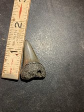 Fossile dente di squalo bianco