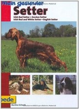 Mein gesunder Setter: Irish