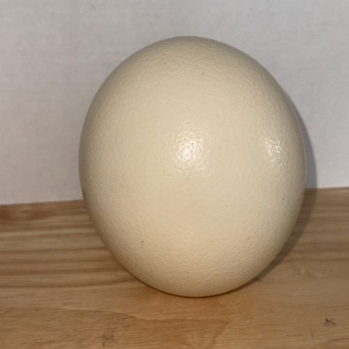 Genuine ostrich egg - ostrich,