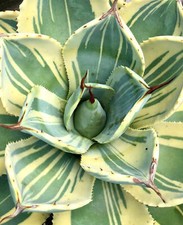 Agave parryi var truncata cv 'striscia di lime' VARIEGATA - Colorata