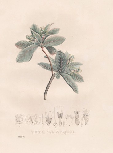Terminalia myrobalanen - terminalia,