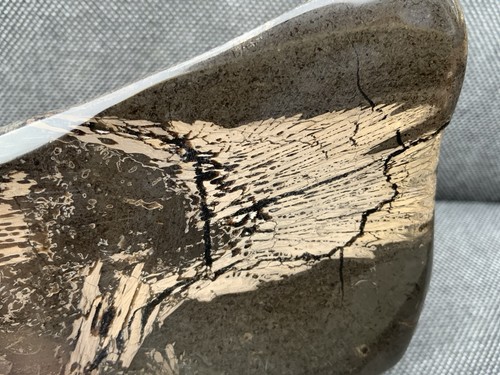 Rare fossil fish bones - rare,