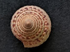 Conchiglia Da Collezione