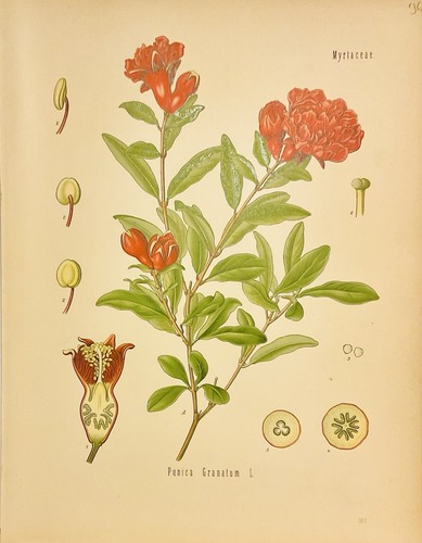 Punica granatum 1886 botanica - punica,