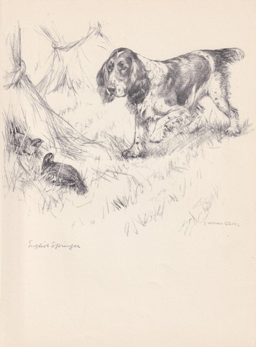 1938 english springer - 1938, spaniel