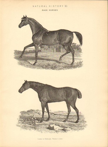 1877 stampa cavalli da - da, corsa