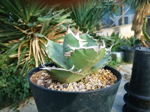 Agave titanota clone - agave,