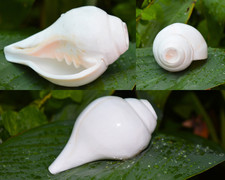 Shankh Bianco Soffiato Forte