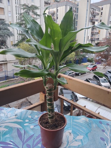 Dracaena steudneri plant - dracaena,