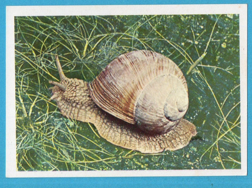 Animali tutto il - di,