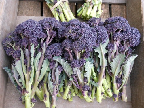 Broccoli insalata viola - insalata,