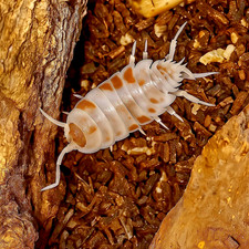 Porcellionides pruinosus