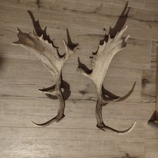 Palco Corna Alce Cervo Arredo O Masticativo Per Cane