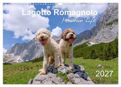 Lagotto romagnolo mountain - lagotto,