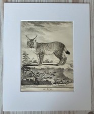 1767 litografia stampa