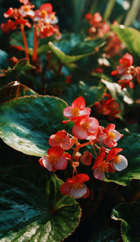 Semi begonia - semi,