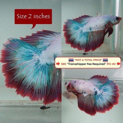 Live betta fish - live, (thailandia)