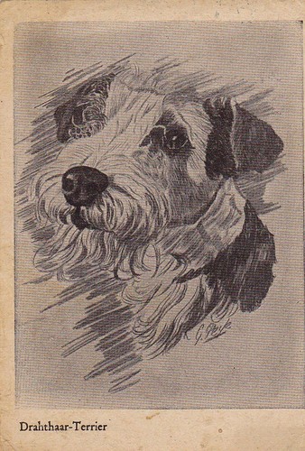 Cartolina foxterrier - cartolina, *