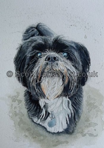 Pet portraits ritratti di - pet,