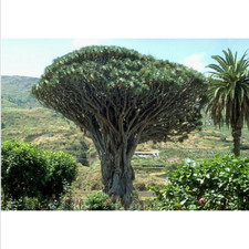 10 semi albero drago canario Dracaena Draco, esotico, bonsai, camera + regalo 