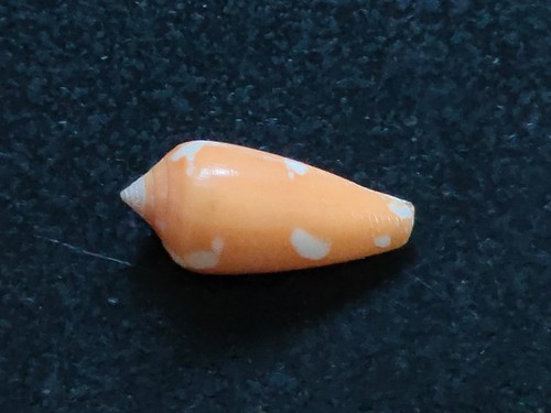 Conchiglia shell conus - conchiglia,